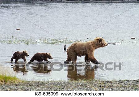 North America, USA, Alaska, Katmai National Park. Brown bear mother and spring cubs (Ursus arctos) crossing the river View Large Photo Image Stock Photo - North America, USA, Alaska, Katmai National Park. Brown bear mother and spring cubs (Ursus arctos) crossing the river. Fotosearch