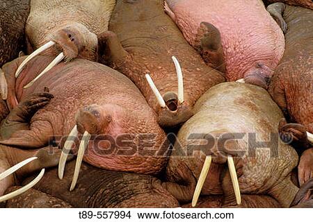 North America, USA, Alaska, Round Island, Walrus View Large Photo Image Picture - North America, USA, Alaska, Round Island, Walrus. Fotosearch