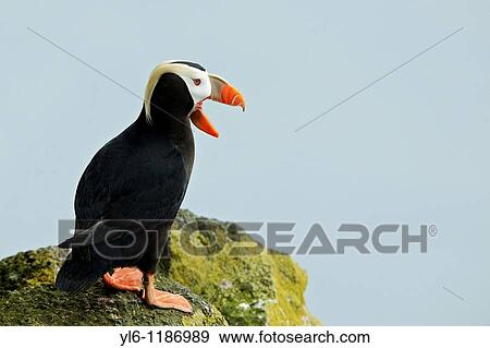 Stock Photo - North America, USA, Alaska, St Paul Island Tufted Puffin. Fotosearch