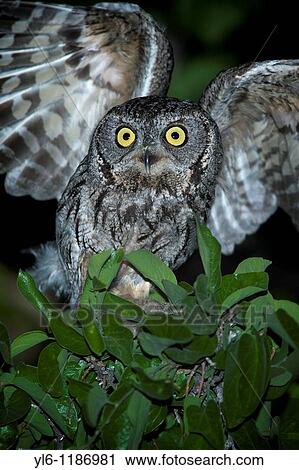 Stock Image - North America, USA, Arizona, Madera Canyon Western Screech Owl taking flight. Fotosearch