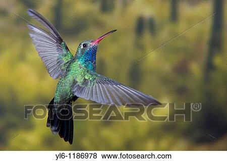 Stock Photo - North America, USA, Arizona, Madera Canyon, Santa Rita Lodge Male Broad-billed hummingbird in flight. Fotosearch