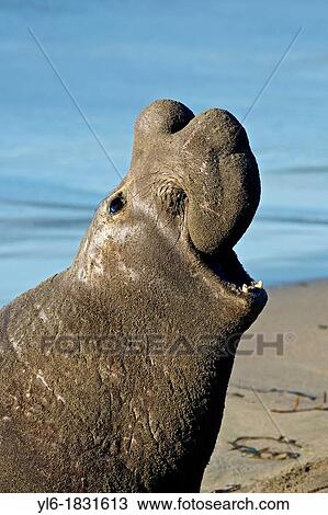 Stock Image - North America, USA, California, San Simeon Northern Elephant Seal. Fotosearch