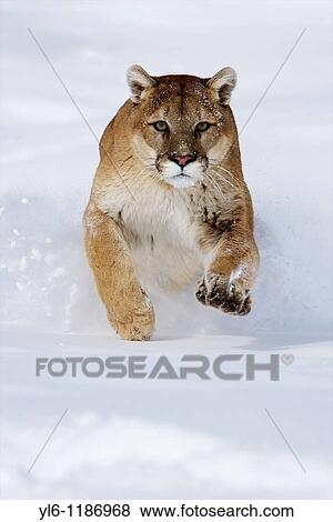 North America, USA, Montana Cougar captiverunning through snow View Large Photo Image Stock Photo - North America, USA, Montana Cougar captiverunning through snow. Fotosearch