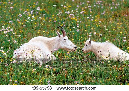 North America, USA, Montana, Glacier National Park. Mountain Goats (Oreamnos americanus) View Large Photo Image Stock Image - North America, USA, Montana, Glacier National Park. Mountain Goats (Oreamnos americanus). Fotosearch
