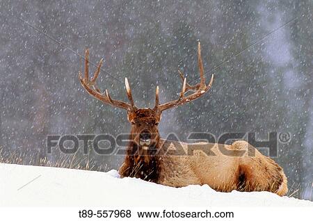 Stock Photo - North America, USA, Montana, Yellowstone National Park. Elk (Cervus elaphus). Fotosearch