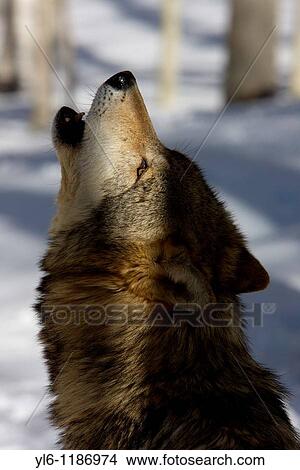 Picture - North America, USA, Utah Howling wolf captive. Fotosearch