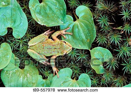 North America, USA, Washington, Olympic National Park, Hoh Rainforest, Green Frog ( Rana Fam. ) View Large Photo Image Stock Photo - North America, USA, Washington, Olympic National Park, Hoh Rainforest, Green Frog ( Rana Fam. ). Fotosearch
