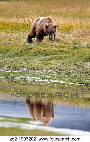 North American brown bear / coastal grizzly bear (Ursus arctos horribilis) sow walks along a creek with reflection, Lake Clark National Park, Alaska, United States of America. View Large Photo Image Stock Image - North American brown bear / coastal grizzly bear (Ursus arctos horribilis) sow walks along a creek with reflection, Lake Clark National Park, Alaska, United States of America.. Fotosearch