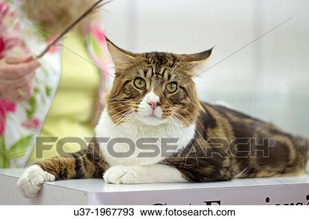 Stock Image - North American Brown Swirled Tabby Cat. Fotosearch