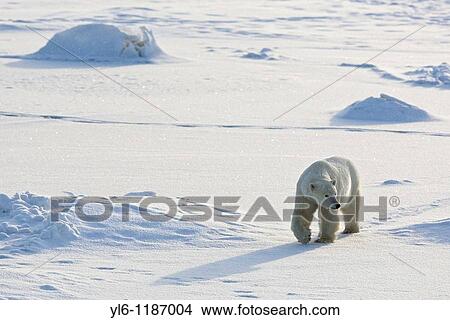 North American, Canada, Manitoba, Churchill, Cape Churchill Polar Bear walking the frozen tundra View Large Photo Image Picture - North American, Canada, Manitoba, Churchill, Cape Churchill Polar Bear walking the frozen tundra. Fotosearch