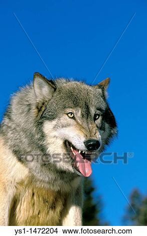 North American Grey Wof, canis lupus occidentalis, Portrait of Adult with Tongue Out View Large Photo Image Picture - North American Grey Wof, canis lupus occidentalis, Portrait of Adult with Tongue Out. Fotosearch