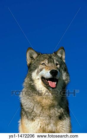 Stock Photograph - North American Grey Wof, canis lupus occidentalis, Portrait of Adult. Fotosearch