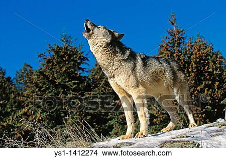 NORTH AMERICAN GREY WOLF canis lupus occidentalis, ADULT HOWLING ON ROCK, CANADA View Large Photo Image Picture - NORTH AMERICAN GREY WOLF canis lupus occidentalis, ADULT HOWLING ON ROCK, CANADA. Fotosearch