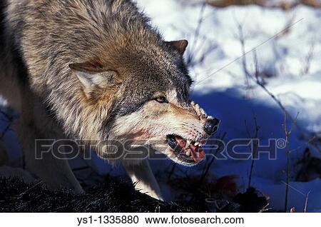 NORTH AMERICAN GREY WOLF canis lupus occidentalis, ADULT WITH KILL IN THREAT POSTURE, CANADA View Large Photo Image Stock Image - NORTH AMERICAN GREY WOLF canis lupus occidentalis, ADULT WITH KILL IN THREAT POSTURE, CANADA. Fotosearch