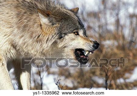 Stock Image - NORTH AMERICAN GREY WOLF canis lupus occidentalis, ADULT WITH KILL IN THREAT POSTURE, CANADA. Fotosearch