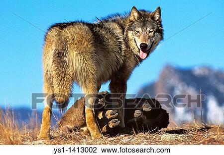 Stock Image - NORTH AMERICAN GREY WOLF canis lupus occidentalis, ADULT WITH PREY, CANADA. Fotosearch