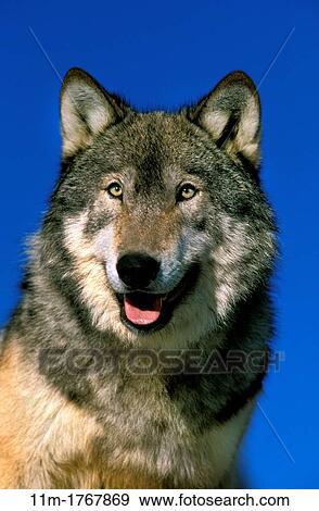Stock Photo - North American Grey Wolf, canis lupus occidentalis, Portrait of Adult, Canada. Fotosearch