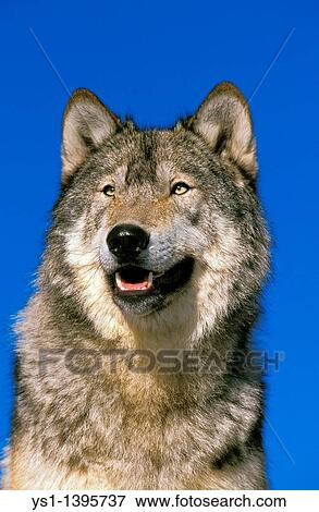 North American Grey Wolf, canis lupus occidentalis, Portrait of Adult, Canada View Large Photo Image Stock Photo - North American Grey Wolf, canis lupus occidentalis, Portrait of Adult, Canada. Fotosearch