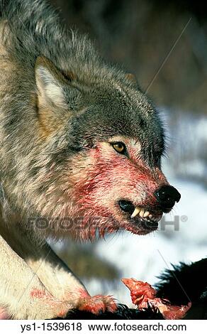 North American Grey Wolf, canis lupus occidentalis, Adult with a Prey, Snarling, Canada View Large Photo Image Stock Photo - North American Grey Wolf, canis lupus occidentalis, Adult with a Prey, Snarling, Canada. Fotosearch