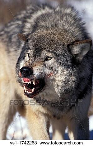 Stock Photo - North American Grey Wolf, canis lupus occidentalis, Adult in Defensive Posture, Canada. Fotosearch