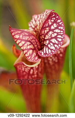Stock Image - North American pitcher plant (Sarracenia sp. ). Fotosearch