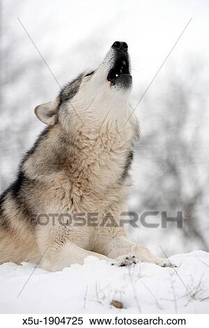 North American Timber wolf, Canis Lupus howling in the snow in deciduous forest View Large Photo Image Stock Photography - North American Timber wolf, Canis Lupus howling in the snow in deciduous forest. Fotosearch