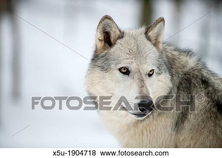North American Timber wolf, Canis lupus, in forest View Large Photo Image Stock Photo - North American Timber wolf, Canis lupus, in forest. Fotosearch
