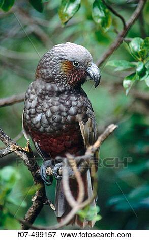 Stock Photo - North Island Kaka (Nestor meridionalis). New Zealand. Fotosearch