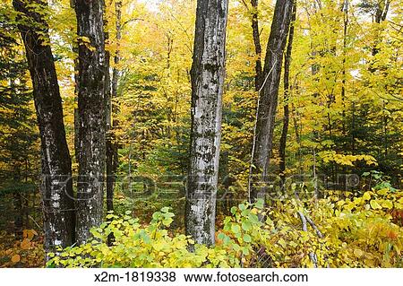 Northeast Kingdom - Granby Road in Granby, Vermont during the autumn months View Large Photo Image Stock Photo - Northeast Kingdom - Granby Road in Granby, Vermont during the autumn months. Fotosearch