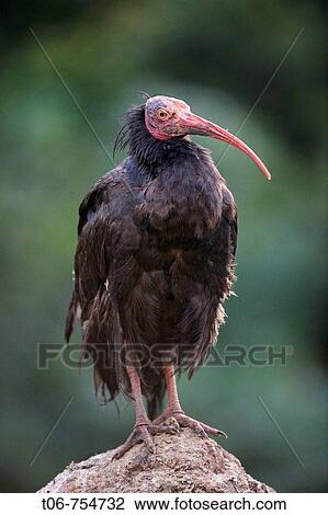 Northern bald ibis (Geronticus eremita), IUCN red list of endangered species CR, critically endangered View Large Photo Image Stock Image - Northern bald ibis (Geronticus eremita), IUCN red list of endangered species CR, critically endangered. Fotosearch