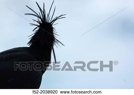 Stock Image - Northern Bald Ibis, Hermit Ibis, or Waldrapp Geronticus eremita. Apenheul Zoo, Holland.. Fotosearch