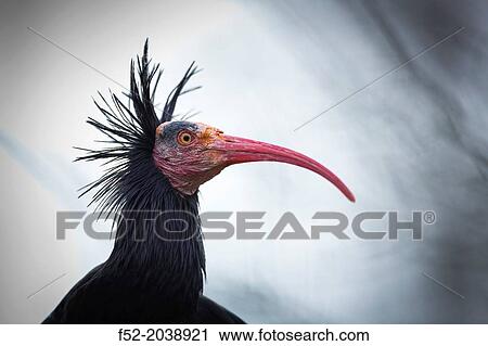 Northern Bald Ibis, Hermit Ibis, or Waldrapp Geronticus eremita. Apenheul Zoo, Holland. View Large Photo Image Stock Image - Northern Bald Ibis, Hermit Ibis, or Waldrapp Geronticus eremita. Apenheul Zoo, Holland.. Fotosearch