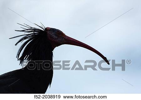Northern Bald Ibis, Hermit Ibis, or Waldrapp Geronticus eremita. Apenheul Zoo, Holland. View Large Photo Image Stock Photo - Northern Bald Ibis, Hermit Ibis, or Waldrapp Geronticus eremita. Apenheul Zoo, Holland.. Fotosearch