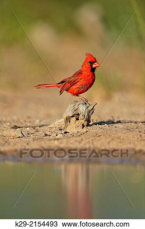 Northern Cardinal (Cardinalis cardinalis) Male, Rio Grande City, Texas, USA. View Large Photo Image Stock Image - Northern Cardinal (Cardinalis cardinalis) Male, Rio Grande City, Texas, USA.. Fotosearch
