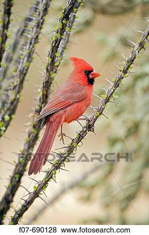 Northern Cardinal (Cardinalis cardinalis). Arizona. Male. Range is southern Quebec to Gulf states-southwest U. S. and Mexico to Belize. Habitat is woodland edges, thickets, suburban gardens and towns. Eats seeds, insects and small fruits. View Large Photo Image Stock Photo - Northern Cardinal (Cardinalis cardinalis). Arizona. Male. Range is southern Quebec to Gulf states-southwest U. S. and Mexico to Belize. Habitat is woodland edges, thickets, suburban gardens and towns. Eats seeds, insects and small fruits.. Fotosearch