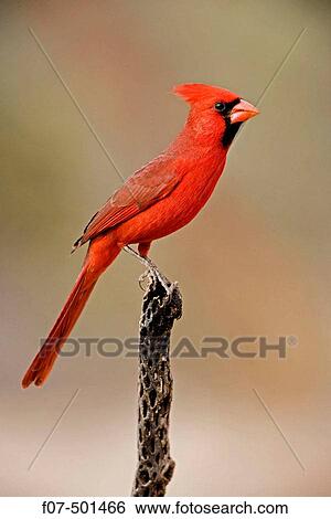 Northern Cardinal (Cardinalis cardinalis) - Arizona - Male - Range is southern Quebec to Gulf states-southwest U. S. and Mexico to Belize - Habitat is woodland edges-thickets-suburban gardens and towns - Eats seeds-insects and small fruits View Large Photo Image Stock Photograph - Northern Cardinal (Cardinalis cardinalis) - Arizona - Male - Range is southern Quebec to Gulf states-southwest U. S. and Mexico to Belize - Habitat is woodland edges-thickets-suburban gardens and towns - Eats seeds-insects and small fruits. Fotosearch