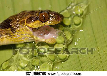 Stock Photo - Northern cat-eyed snake (Leptodeira septentrionalis) - eating frog eggs - Costa Rica - Tropical rainforest - found from southern Texas to Peru. Fotosearch
