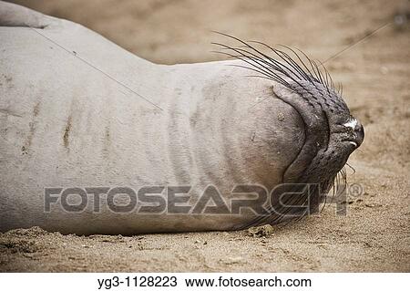 Northern Elephant seal - Mirounga angustirostris - lies on sandy beach, San Simeon, California View Large Photo Image Stock Image - Northern Elephant seal - Mirounga angustirostris - lies on sandy beach, San Simeon, California. Fotosearch