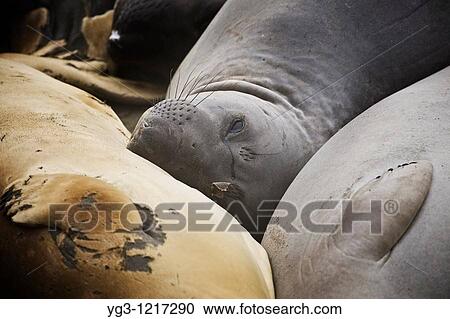 Northern Elephant seals - Mirounga angustirostris - during spring moult at San Simeon - Piedras Blancas, California View Large Photo Image Stock Image - Northern Elephant seals - Mirounga angustirostris - during spring moult at San Simeon - Piedras Blancas, California. Fotosearch