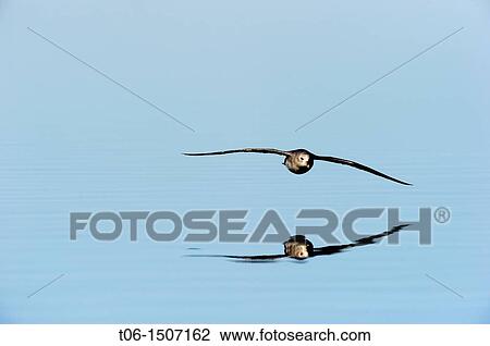 Northern fulmar flying over water Fulmaris glacialis Floe edge, Arctic Bay, Nunavut, Canada View Large Photo Image Stock Image - Northern fulmar flying over water Fulmaris glacialis Floe edge, Arctic Bay, Nunavut, Canada. Fotosearch