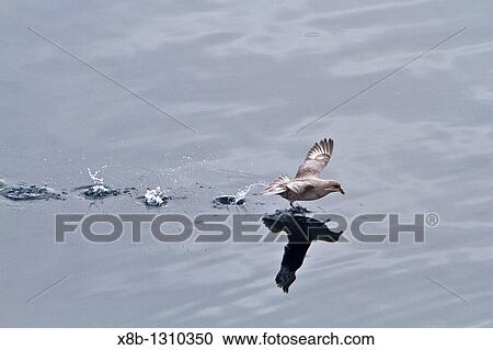 Northern fulmar Fulmarus glacialis glacialis on the wing in the Svalbard Archipelago, Norway View Large Photo Image Stock Image - Northern fulmar Fulmarus glacialis glacialis on the wing in the Svalbard Archipelago, Norway. Fotosearch
