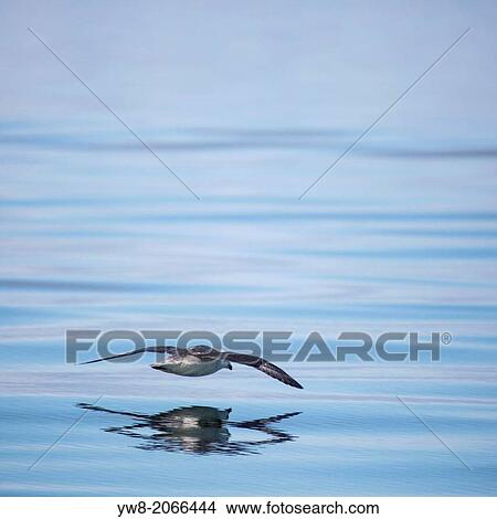 Northern Fulmars (Fulmarus glasialis), flying in Reykjavik Harbor, Reykjavik, Iceland. View Large Photo Image Picture - Northern Fulmars (Fulmarus glasialis), flying in Reykjavik Harbor, Reykjavik, Iceland.. Fotosearch