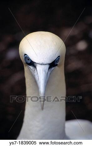 Northern gannet Morus bassanus in Gasp? peninsula, Quebec, Canada, North America View Large Photo Image Stock Photography - Northern gannet Morus bassanus in Gasp? peninsula, Quebec, Canada, North America. Fotosearch