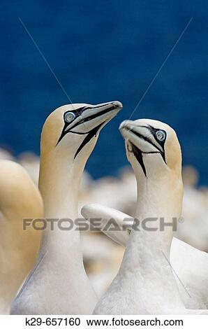 Northern gannet (Morus bassanus)-? fencing? behaviour View Large Photo Image Stock Image - Northern gannet (Morus bassanus)-? fencing? behaviour. Fotosearch