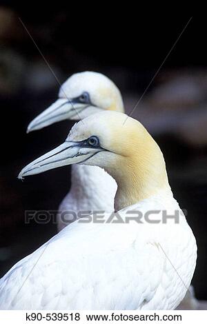 Northern Gannet (Morus Bassanus) - captive View Large Photo Image Stock Photo - Northern Gannet (Morus Bassanus) - captive. Fotosearch