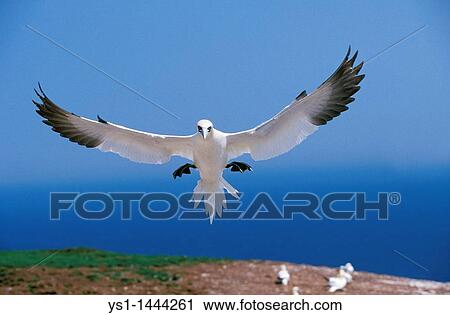 NORTHERN GANNET sula bassana, ADULT IN FLIGHT, BONAVENTURE ISLAND IN QUEBEC View Large Photo Image Stock Image - NORTHERN GANNET sula bassana, ADULT IN FLIGHT, BONAVENTURE ISLAND IN QUEBEC. Fotosearch