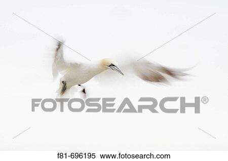 Northern Gannet Sula bassana adult in flight preparing to land Scotland August 2007 View Large Photo Image Stock Photography - Northern Gannet Sula bassana adult in flight preparing to land Scotland August 2007. Fotosearch