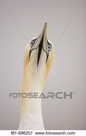 Northern Gannet - Sula bassana - adult male sky pointing behaviour as part of courtship display Bass Rock Scotland August View Large Photo Image Stock Photo - Northern Gannet - Sula bassana - adult male sky pointing behaviour as part of courtship display Bass Rock Scotland August. Fotosearch