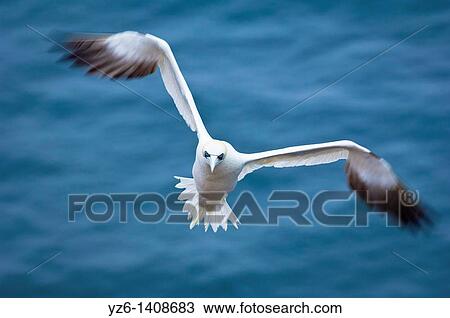 Stock Image - Northern Gannet Sula bassana in flight Helgoland, Germany, North Sea. Fotosearch