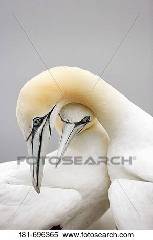 Northern Gannet Sula bassana pair engaged in courtship behaviour Scotland August 2007 View Large Photo Image Stock Photography - Northern Gannet Sula bassana pair engaged in courtship behaviour Scotland August 2007. Fotosearch